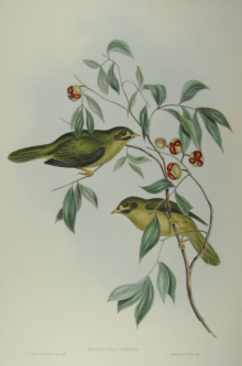 John Gould Birds of Australia
